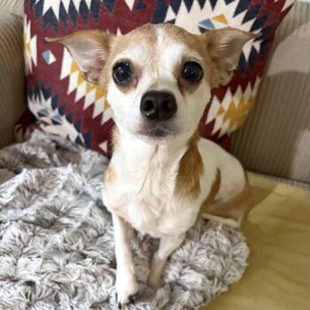 Lina -  Chihuahua Dog for Adoption - Lina | PetCurious