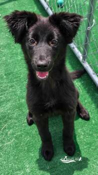 Black Labrador Retriever Dogs Available for Adoption in Gainesville, Texas - Razberry  | PetCurious