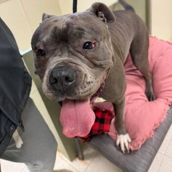 Mixed Breed Dogs Available for Adoption in Binghamton, New York - Melvin | PetCurious