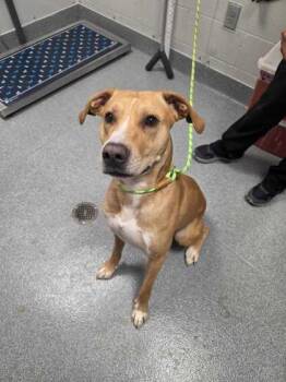 Guava -  Labrador Retriever and Mixed Breed Dog for Adoption in Sevierville, Tennessee - Guava | PetCurious