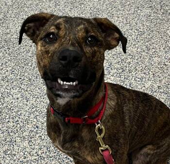 Honeydew -  Pit Bull Terrier Dog for Adoption in Golden, Colorado - Honeydew | PetCurious