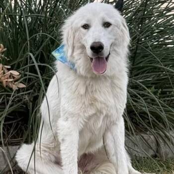 Henrietta -  Great Pyrenees Dog for Adoption in Williston, Vermont - Henrietta | PetCurious