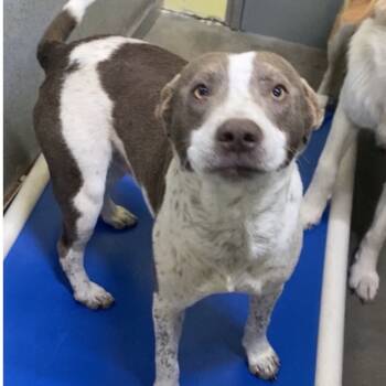 Rescue Australian Cattle Dog Blue Heeler Dogs for Adoption in Northbrook, Illinois - Carver | PetCurious