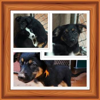 JAMISON -  Australian Shepherd and Shepherd Dog for Adoption in Buckhannon, West Virginia - JAMISON | PetCurious