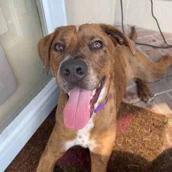 Rescue Pit Bull Terrier Dogs for Adoption in Eagle, Idaho - Kimber **Courtesy Post. Out Of Town Pet. See Below For Details** | PetCurious