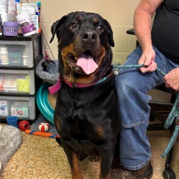 Rottweiler Dogs Available for Adoption in Chehalis, Washington - Medusa | PetCurious
