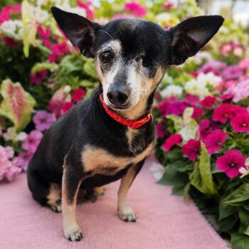 Cricket -  Chihuahua Dog for Adoption in Evans, Georgia - Cricket | PetCurious
