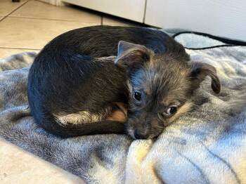 Terrier Dogs Available for Adoption in Grafton, Wisconsin - SPONSOR ME - Ruby | PetCurious
