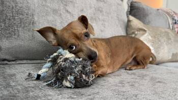 Chihuahua Dogs Available for Adoption in Dallas, Texas - Coco GDP | PetCurious