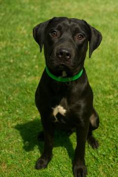 Rescue Pit Bull Terrier Dogs for Adoption in Chickamauga, Georgia - Rogue-Adoptable | PetCurious