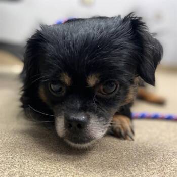 TYRION -  Chihuahua and Pekingese Dog for Adoption in Aurora, Colorado - TYRION | PetCurious