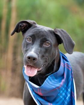 Rescue Mixed Breed Dogs for Adoption in Atlanta, Georgia - Frankenpup | PetCurious