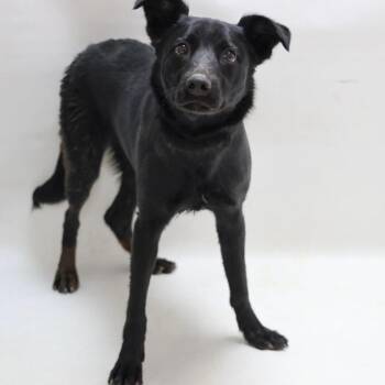 Labrador Retriever and Mcnab Dogs Available for Adoption in Casa Grande, Arizona - Locust | PetCurious