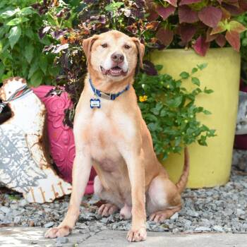 Happy -  Labrador Retriever Dog for Adoption in Wake Forest, North Carolina - Happy | PetCurious