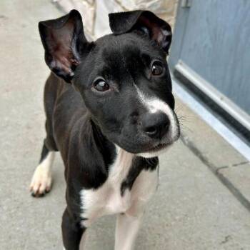 Pit Bull Terrier Dogs Available for Adoption in Matteson, Illinois - Trigun | PetCurious