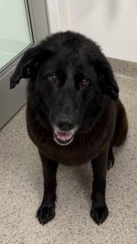 Luna Selene -  Labrador Retriever and Mixed Breed Dog for Adoption in Fishers, Indiana - Luna Selene | PetCurious