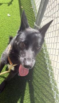 MARLEY -  Labrador Retriever and German Shepherd Dog Dog for Adoption in Texas City, Texas - MARLEY | PetCurious