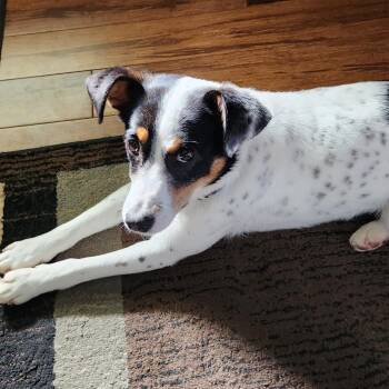 Sprinkles -  Terrier and Mixed Breed Dog for Adoption in Normal, Illinois - Sprinkles | PetCurious