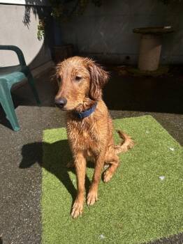 Izzy -  Golden Retriever Dog for Adoption in Victoria, British Columbia - Izzy | PetCurious