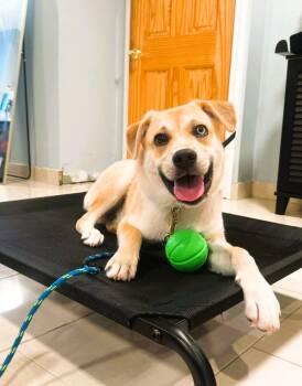 Rescue German Shepherd Dog and Husky Dogs for Adoption - Ace | PetCurious