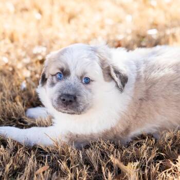 Cattle Dog and Shepherd Dogs Available for Adoption - Archie | PetCurious