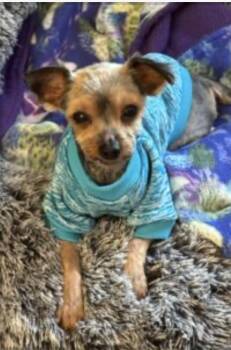 Bear Bear -  Yorkshire Terrier Dog for Adoption in Norfolk, Virginia - Bear Bear | PetCurious