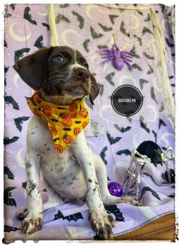 Brooklyn -  German Shorthaired Pointer Dog for Adoption in Sebring, Florida - Brooklyn | PetCurious