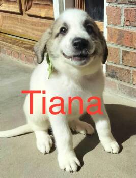 Tianna -  Great Pyrenees and Anatolian Shepherd Dog for Adoption in Claremont, North Carolina - Tianna | PetCurious