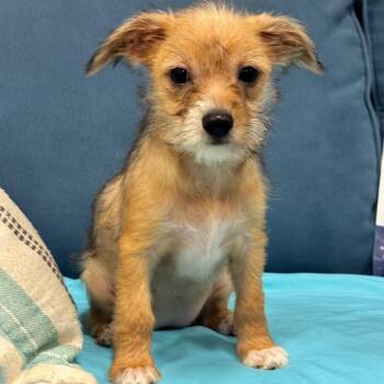 CARLY (660) -  Terrier and Mixed Breed Dog for Adoption in Indiantown, Florida - CARLY (660) | PetCurious