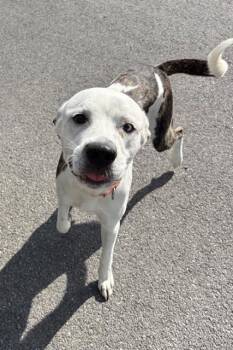 Mixed Breed Dogs Available for Adoption in Nashville, Tennessee - Skillet | PetCurious