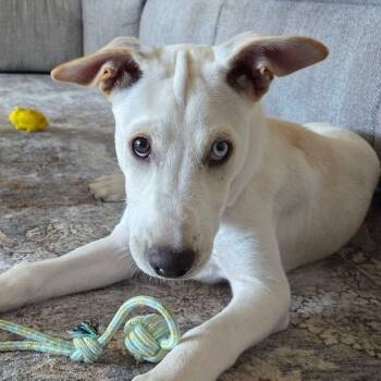 River -  Husky and White German Shepherd Dog for Adoption in Collingswood, New Jersey - River | PetCurious