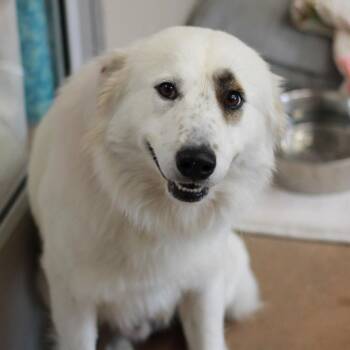 Rescue Australian Shepherd and Mixed Breed Dogs for Adoption in Kyle, Texas - FLYNN | PetCurious