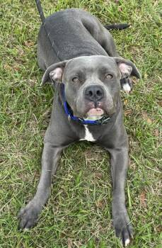 American Staffordshire Terrier Dogs Available for Adoption - KOOKIE | PetCurious