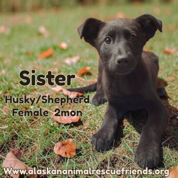 Sister -  Shepherd and Husky Dog for Adoption in Anchorage, Alaska - Sister | PetCurious