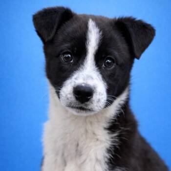 Mixed Breed Dogs Available for Adoption in Mankato, Minnesota - Cooper | PetCurious