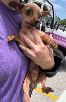 Yorkshire Terrier and Chihuahua Dogs Available for Adoption in Thompson Falls, Montana - Gunner | PetCurious