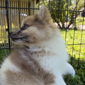 Wilhelm -  Pomeranian and Manchester Terrier Dog for Adoption in Silver Spring, Maryland - Wilhelm | PetCurious