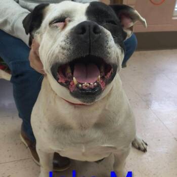 American Bulldog and American Staffordshire Terrier Dogs Available for Adoption - Jake | PetCurious