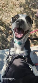 Rescue American Staffordshire Terrier Dogs for Adoption in San Antonio, Texas - BRYN | PetCurious