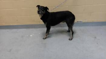 TONY -  Rottweiler and Mixed Breed Dog for Adoption in Tulsa, Oklahoma - TONY | PetCurious
