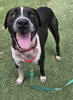 Rescue Labrador Retriever Dogs for Adoption in Evergreen, Colorado - Waldo - Special Needs | PetCurious