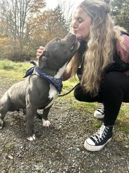 Rescue American Bully Dogs for Adoption in Olympia, Washington - Chubs | PetCurious