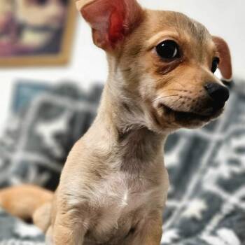 Tamsina BR14437-T LOCAL Adoption Event in Burlington 8/22 -  Chihuahua Dog for Adoption in Missouri City, Texas - Tamsina BR14437-T LOCAL Adoption Event In Burlington 8/22 | PetCurious