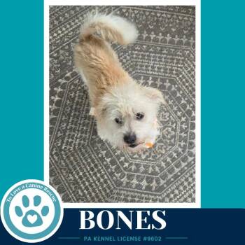 Bones 091926 -  Terrier Dog for Adoption in Kimberton, Pennsylvania - Bones 091926 | PetCurious