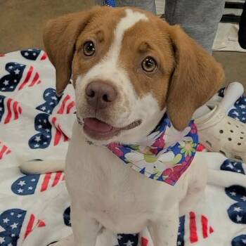 Beagle Dogs Available for Adoption in Woolwich, Maine - Arabella | PetCurious