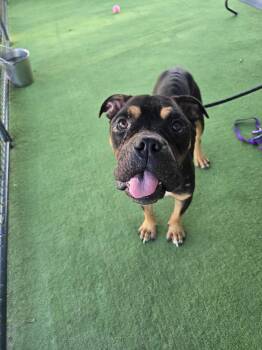 Dr. Seuss -  American Bulldog Dog for Adoption in Lakeland, Florida - Dr. Seuss | PetCurious