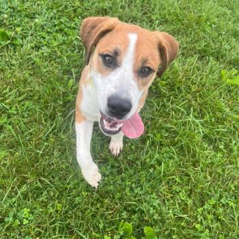 Bella B -  Beagle and Mixed Breed Dog for Adoption in Monticello, Iowa - Bella B | PetCurious