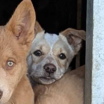 Rescue Husky and Mixed Breed Dogs for Adoption in Grand Junction, Colorado - Male Rez Husky 3 | PetCurious