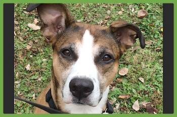 Augusta -  Pit Bull Terrier and German Shepherd Dog Dog for Adoption in Amherst, Massachusetts - Augusta | PetCurious