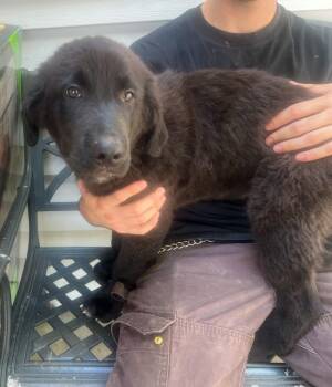 Ares -  Golden Retriever and Shepherd Dog for Adoption in Murray, Kentucky - Ares | PetCurious